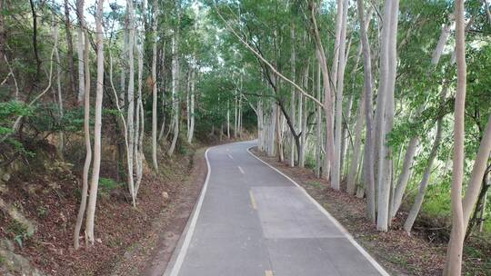 树林公路林荫大道森林阳光道路汽车行驶视角