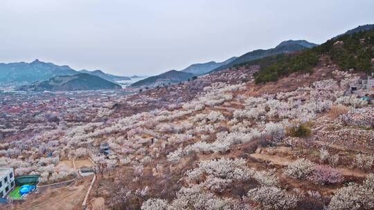 青岛樱花大崂樱桃谷