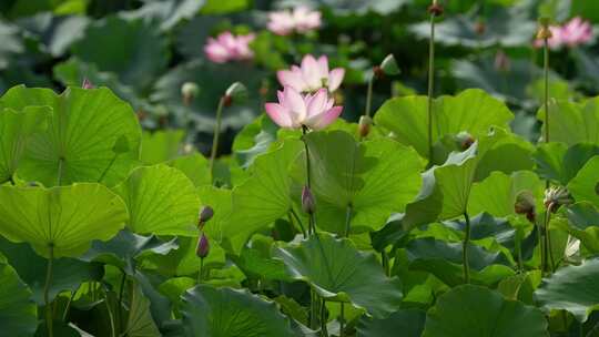 荷花 莲花 夏天