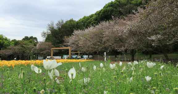 春天苏州上方山国家森林公园美景