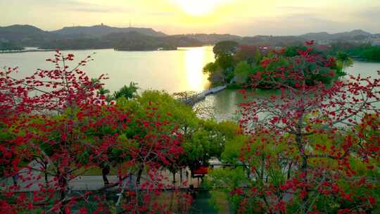 惠州西湖百花洲木棉大景