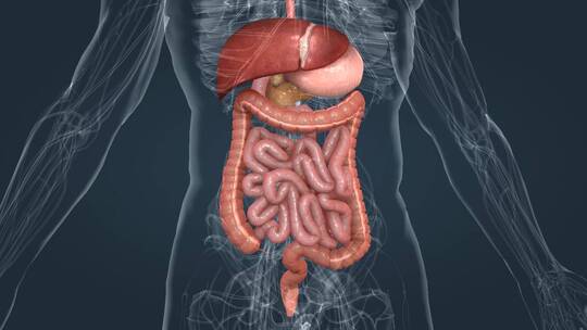 医学三维动画消化系统十二指肠3D医疗动画视频素材模板下载
