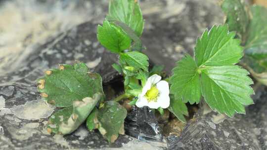 草莓园 农田 农业作物 水果 绿色植物 温室