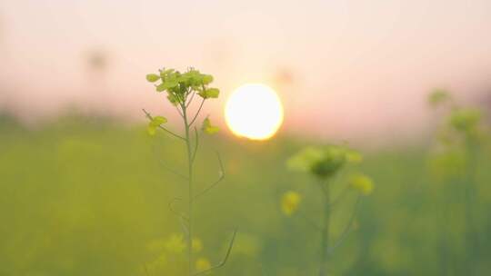 油菜花蜜蜂采蜜