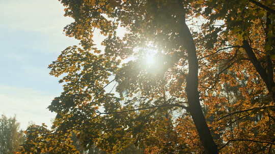 阳光透过枫树映射光晕4k