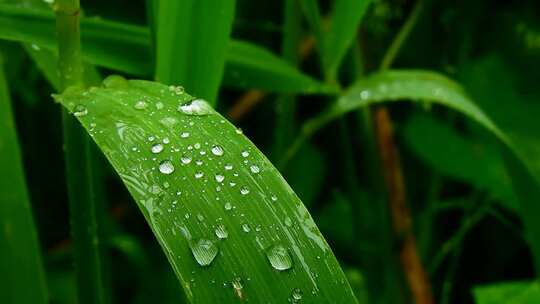 下雨天雨滴落在叶子上