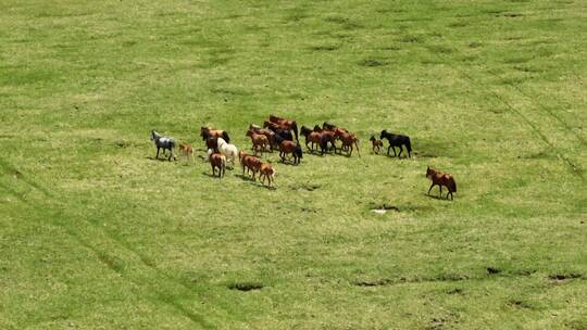 航拍草原上的马群慢动作