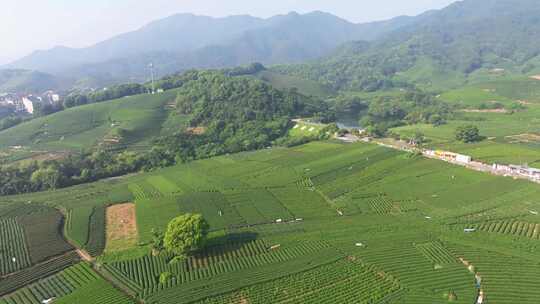 航拍杭州龙坞茶园 茶山 茶田