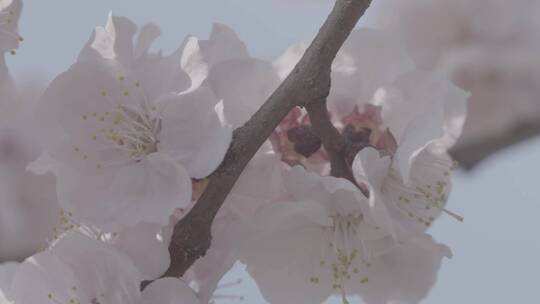 杏树杏花开放LOG视频素材