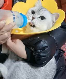 萌猫吃奶可爱小表情