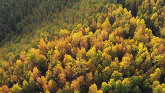 航拍大兴安岭森林秋色