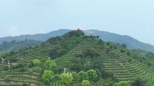 平阳茶山