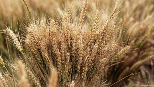 麦子捆绑麦子堆割麦子人工收麦子丰收景象