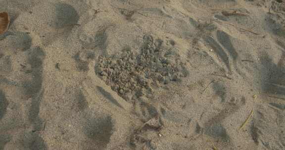 海龟破土而出的延时拍摄