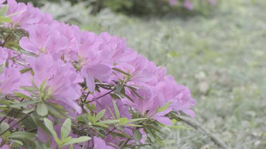 鲜花野花