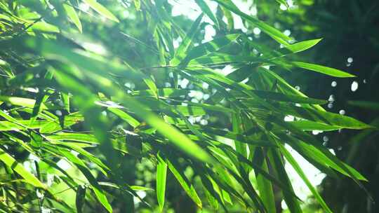 阳光下江南园林竹子竹叶炫光光影空镜
