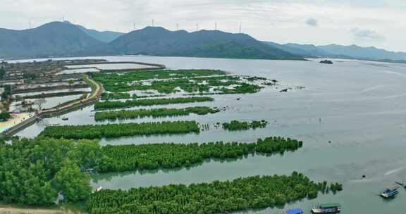 盐洲红树林保护区惠东候鸟白沙村