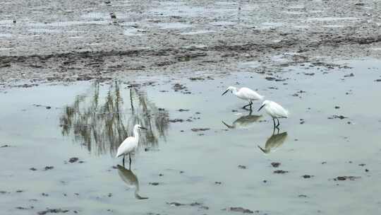 航拍湖岸池塘鸟类鸟群白鹭群觅食视频素材模板下载