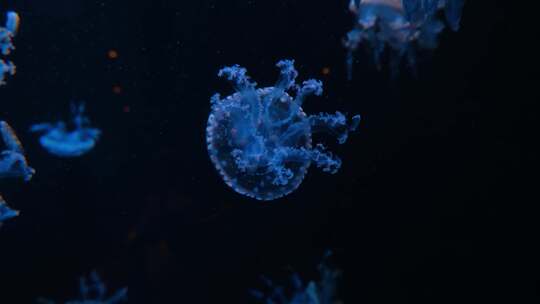 蓝色水母海底世界海洋馆水族馆