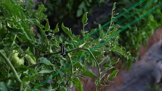 西红柿 番茄 蔬菜大棚 蔬菜 农民干活