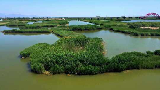 湿地湖泊生态环境芦苇荡