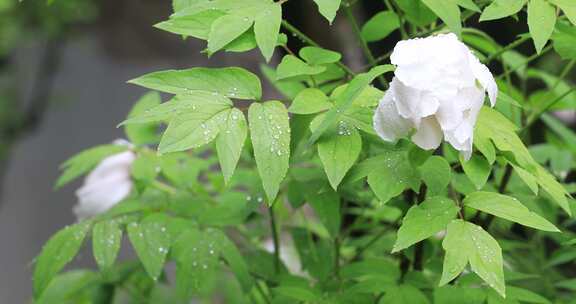 春天园林唯美牡丹春雨中盛开特写