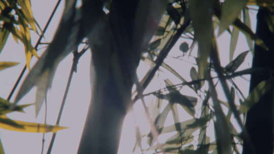 院子里的竹子竹林竹影毛竹