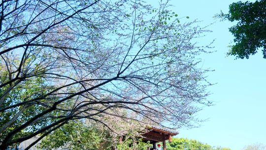中式园林庭院的梅花
