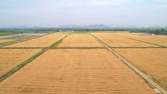 麦田风景航拍