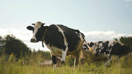 奶牛 牛奶 牧场 养殖 牛 种牛视频素材模板下载