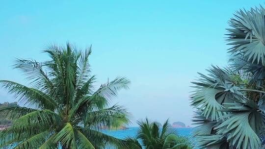 大海和椰子树