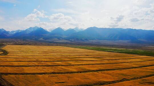 新疆哈密秋季的天山麦田视频素材模板下载