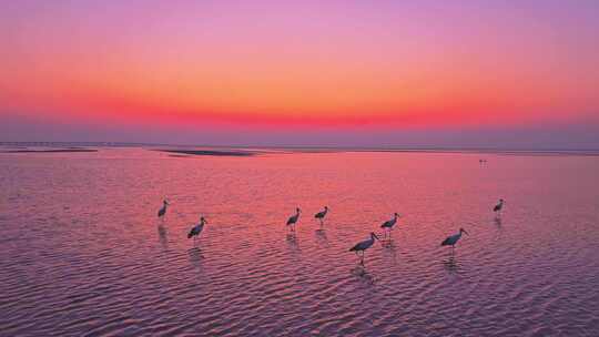 夕阳下浅滩上的鸟类群像