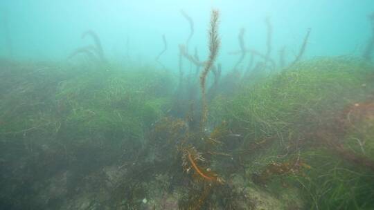 海底海草鱼类海洋生物