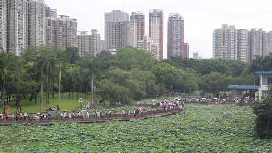 深圳洪湖公园观赏荷花