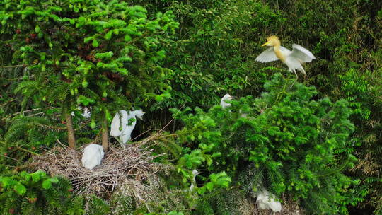 树林中的白鹭雏鸟