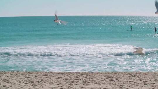 大理洱海海边的海鸥