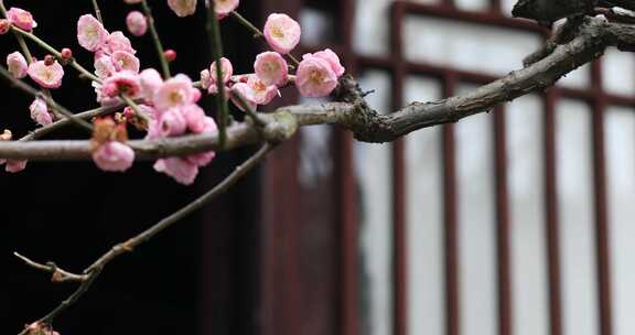 唯美园林梅花盛开古建筑意境