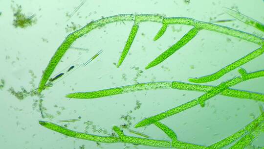 生物科普科研素材 藻类细胞