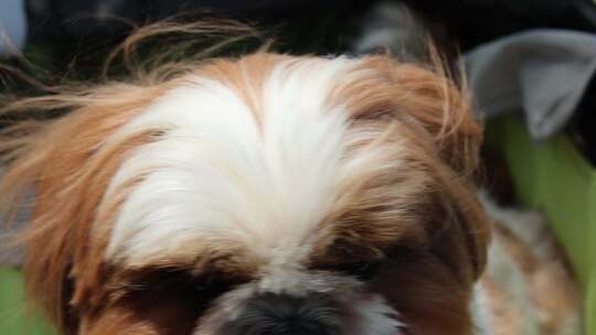 特写小狗毛发