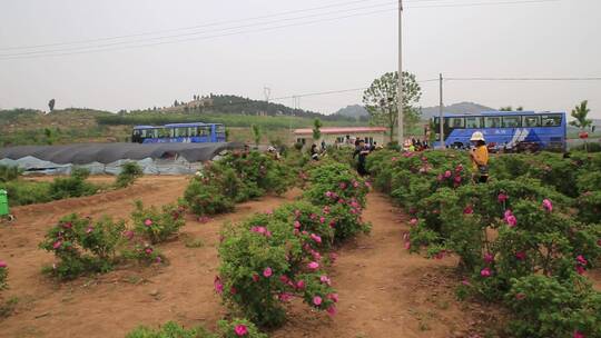 济南平阴芳蕾玫瑰种植基地视频素材模板下载