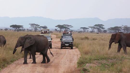 大象在非洲平原上奔跑