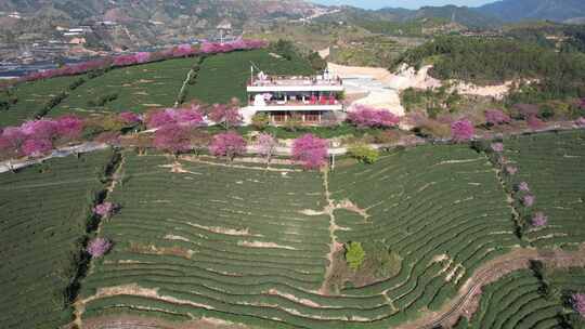 4K航拍福建龙岩台品樱花茶园