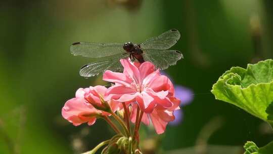 蜻蜓停留在花朵上
