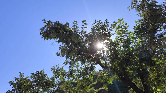 阳光透过树枝