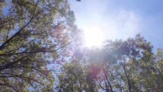 夏天阳光穿过树林树叶子大自然风景风光视频