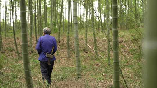 老人走在竹林里抚摸竹子用砍刀寻找材料