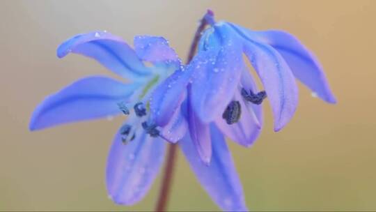绽放的蓝色花朵