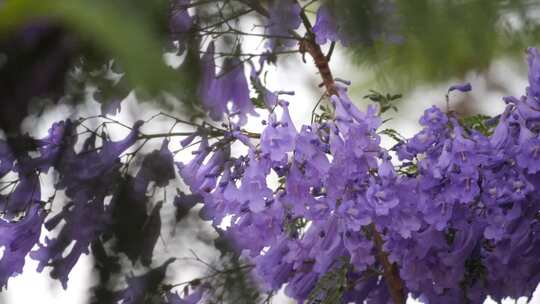 1080P高清特写昆明五月份盛开蓝花楹