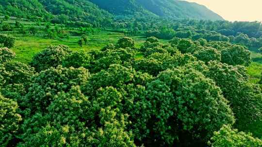 板栗林 绿色 植被